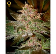 Semillas Pure Kush
